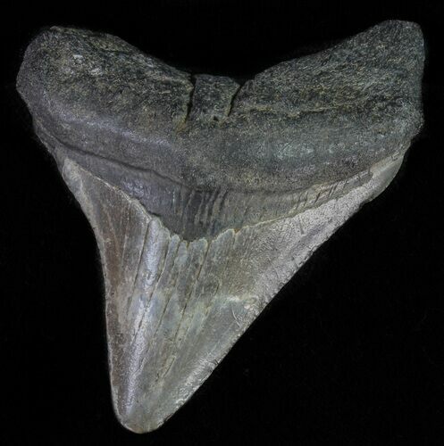 Juvenile Megalodon Tooth #62044